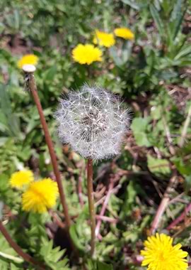 Dandelion 16