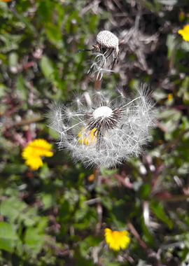 Dandelion 12