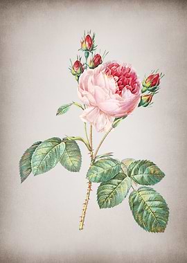 Vintage Provence Rose