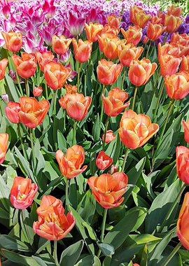 Tulips
