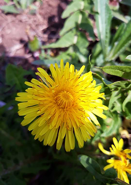 Dandelion 11