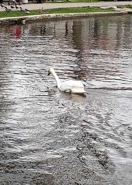 Swan on the lake 2