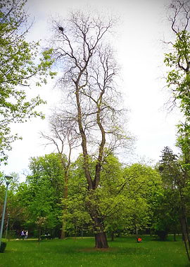 The story of the old tree