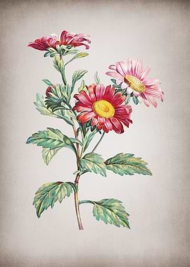 Vintage Red Aster Flowers