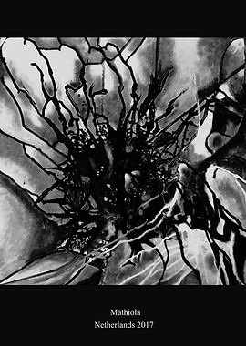 Mathiola B W