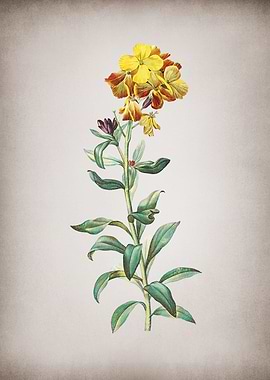 Vintage Yellow Wallflower