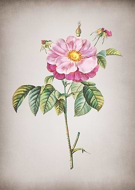 Vintage Provins Rose