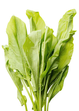 Bunch of green sorrel