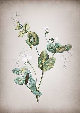 Vintage White Pea Flower