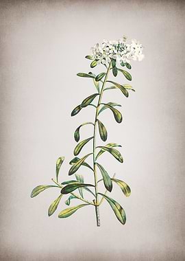 Vintage White Flowers