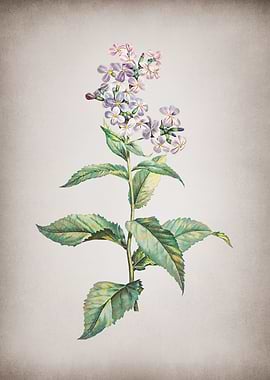 Vintage White Gillyflower