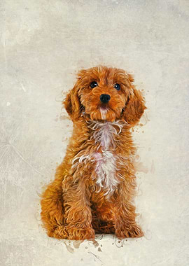 Cockapoo