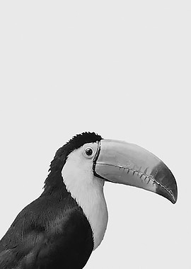 Toucan Too BW