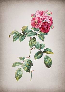 Vintage Seven Sisters Rose