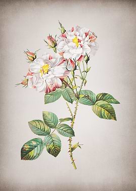 Vintage White Damask Rose