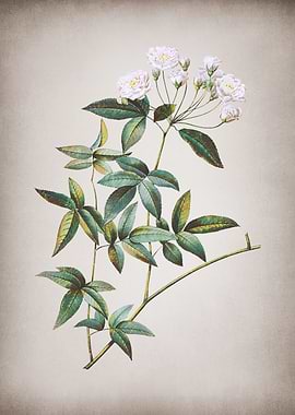 Vintage Lady Banks Rose