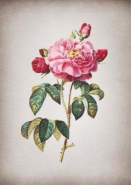 Vintage French Rose