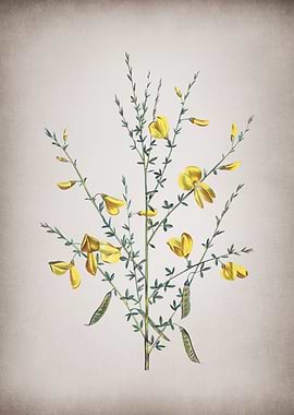 Vintage Yellow Broom