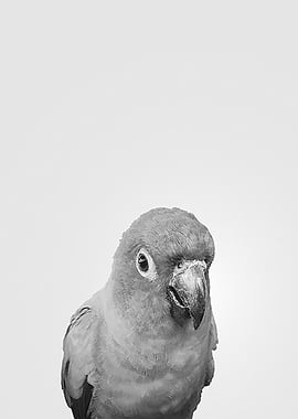 Birds of Paradise BW