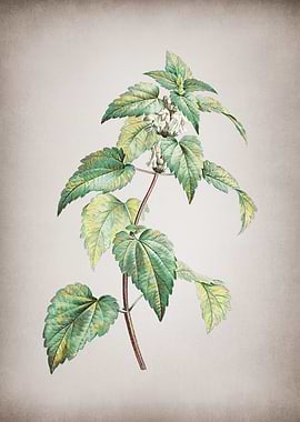 Vintage White Dead Nettle