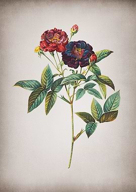 Vintage Van Eeden Rose