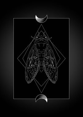 The song of the night