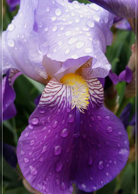 Raindrops on Iris