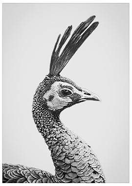 Peacockin BW