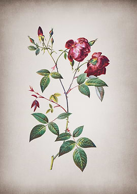 Vintage Velvet China Rose