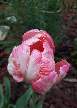 Tulip 1