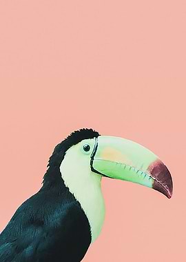 Toucan Too pink
