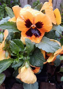 Pansy 2