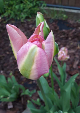 Tulip 2