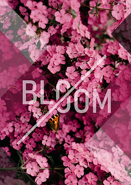 Bloom
