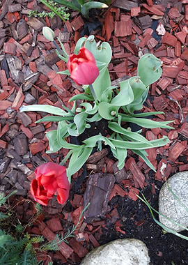 Tulip 4