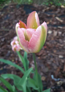 Tulip 3
