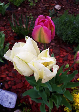 Tulip 6