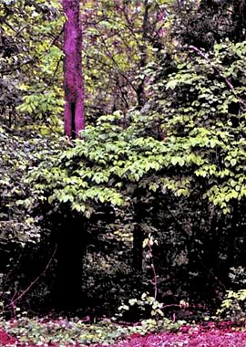 Magical Colors of Dusk