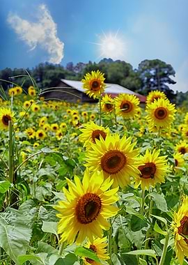Bright Sunflowers Under Ni