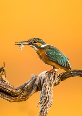 Common Kingfisher Alcedo