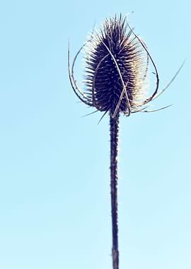 Dry Thistle
