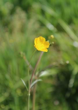 Meadow Buttercup