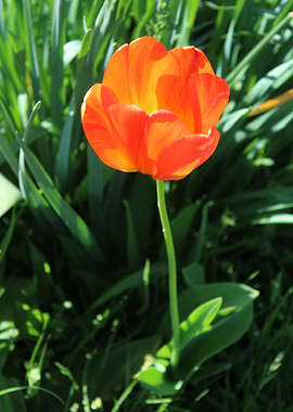 Red Tulip
