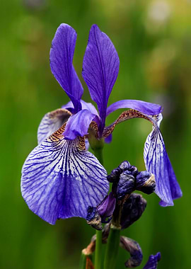 Blooming Purple Iris
