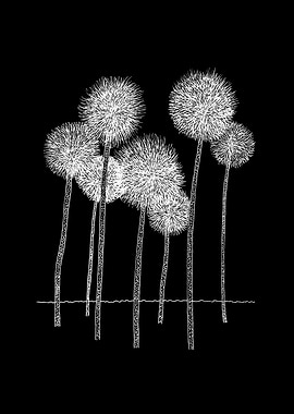 Dandelions