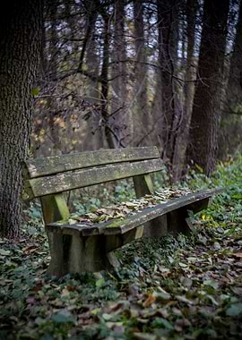 Bench for solitude