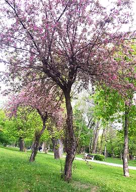 Spring trees symphony