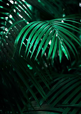 Fern in the Dark