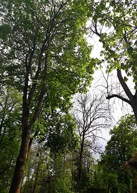 Symphony of the trees