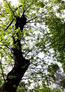 Dancing towards the sun